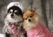Pet photography c